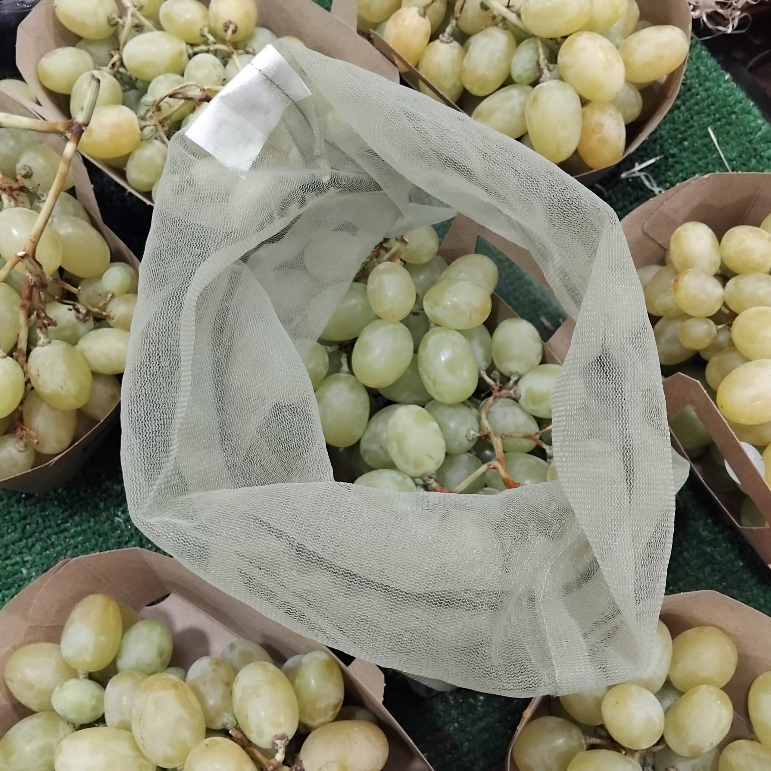 Cestitas uva blanca de temporada, Cal Fruitós